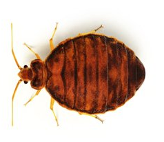 Removing Bed Bugs