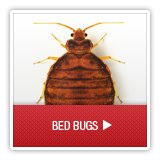 Bed Bug Removal Brighton CO