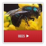 Bees - A1 Environmental Pest Management & Consulting - bees
