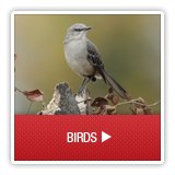 Birds - A1 Environmental Pest Management & Consulting - birds