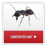 Ants - A1 Environmental Pest Management & Consulting - carpenterant