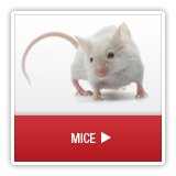 Mice - A1 Environmental Pest Management & Consulting - mice