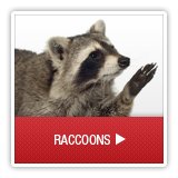 Raccoon - A1 Environmental Pest Management & Consulting - raccoon