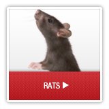 Rats - A1 Environmental Pest Management & Consulting - rats