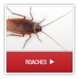 Roaches - A1 Environmental Pest Management & Consulting - roaches