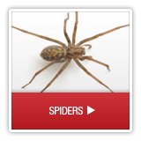 Spiders - A1 Environmental Pest Management & Consulting - spiders