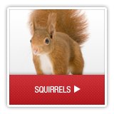 Squirrels - A1 Environmental Pest Management & Consulting - squirrels