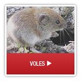 Voles - A1 Environmental Pest Management & Consulting - voles