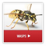 Wasps - A1 Environmental Pest Management & Consulting - wasps